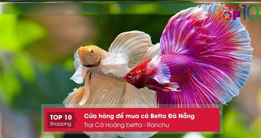 trai-ca-hoang-betta-ranchu-top10danang