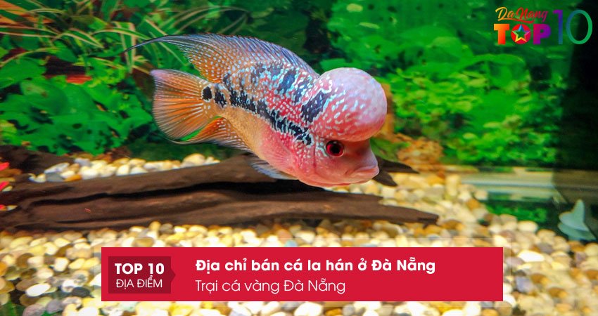 trai-ca-vang-da-nang-ban-ca-la-han-o-da-nang-gia-re-top10danang
