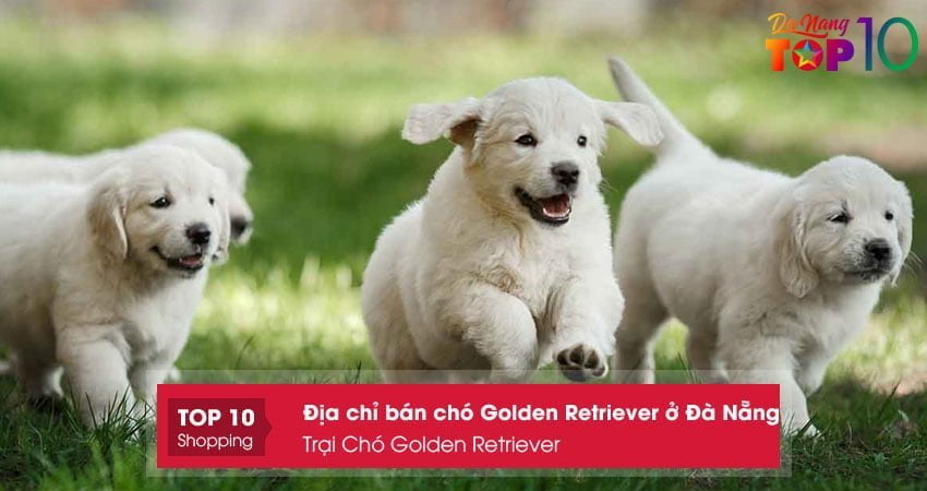 trai-cho-golden-retriever-top10danang