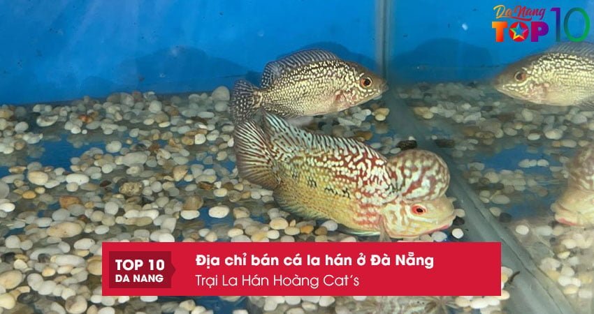 trai-la-han-hoang-cats-top10danang