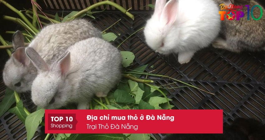 trai-tho-da-nang-dia-chi-mua-tho-o-da-nang-dang-tin-top10danang