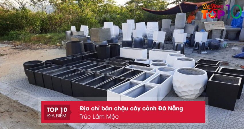 truc-lam-moc-chau-cay-canh-de-ban-da-nang-top10danang