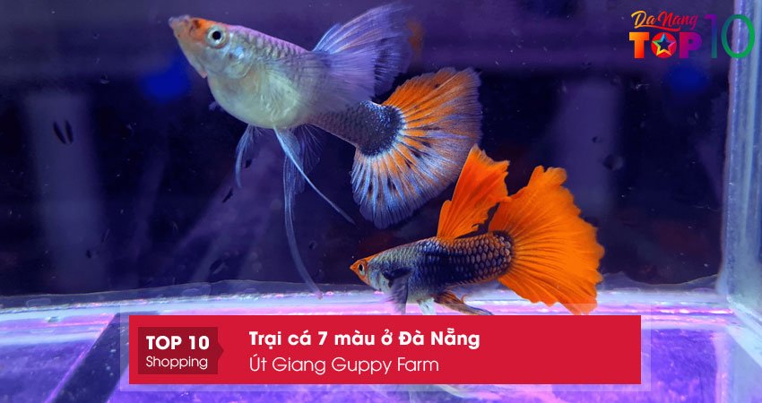 ut-giang-guppy-farm-trai-ca-7-mau-o-da-nang-duoc-yeu-thich-top10danang