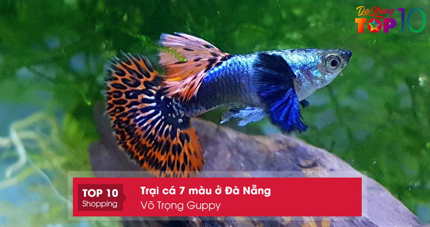 vo-trong-guppy-top10danang