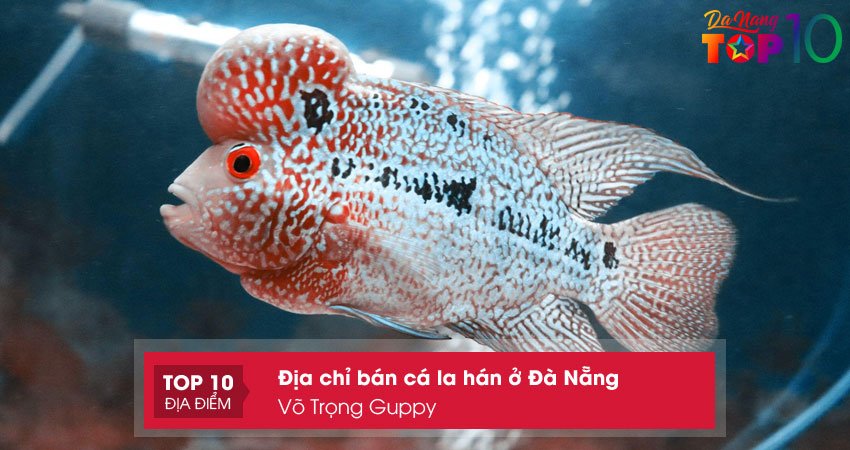 vo-trong-guppy-top10danang