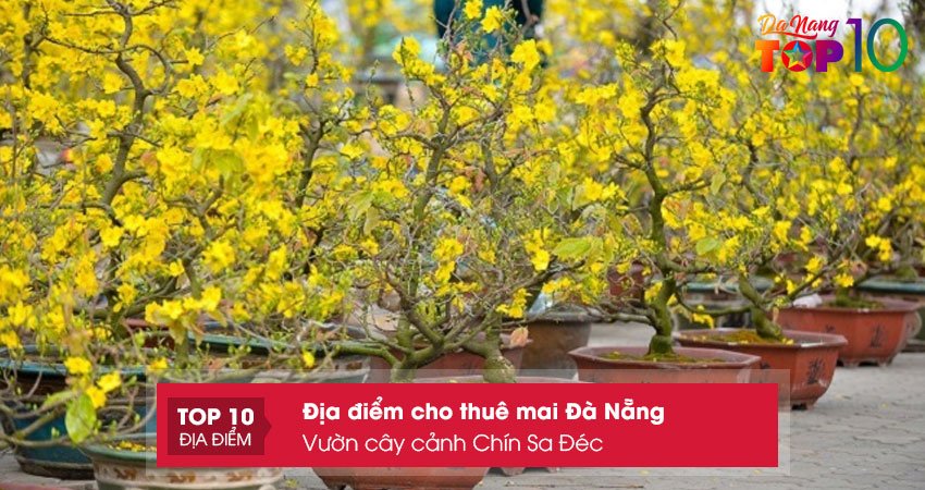 vuon-cay-canh-chin-sa-dec-top10danang