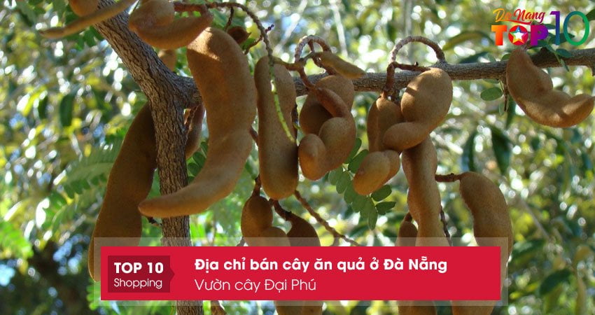 vuon-cay-dai-phu-top10danang