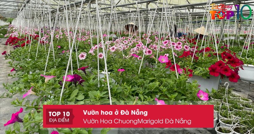 vuon-hoa-chuongmarigold-da-nang-top10danang