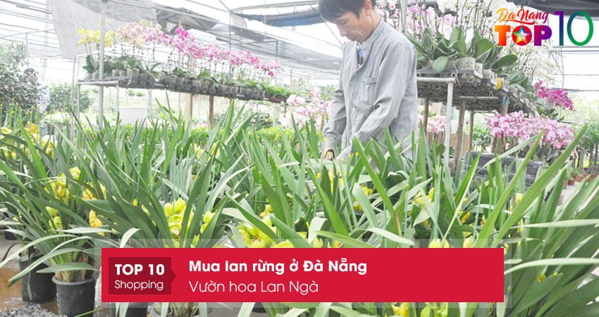 vuon-hoa-lan-nga-mua-lan-rung-o-da-nang-khoe-dep-top10danang