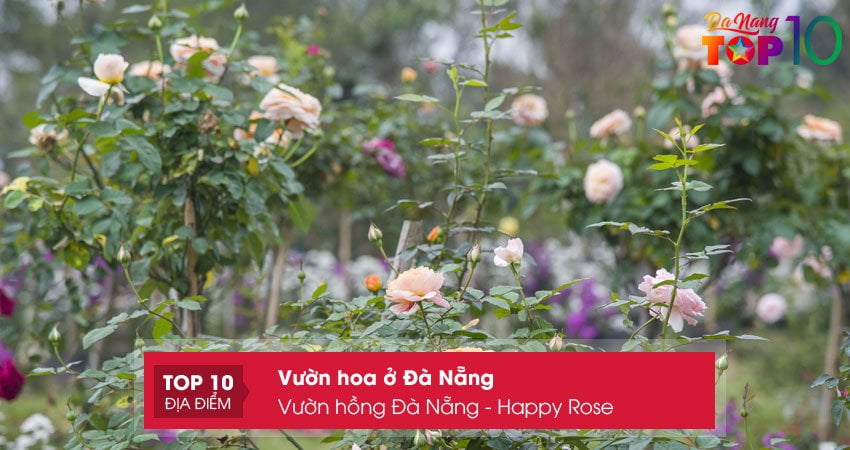 vuon-hong-da-nang-happy-rose-top10danang