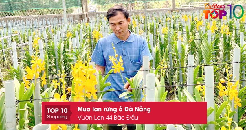 vuon-lan-44-bac-dau-mua-lan-rung-o-da-nang-gia-re-top10danang