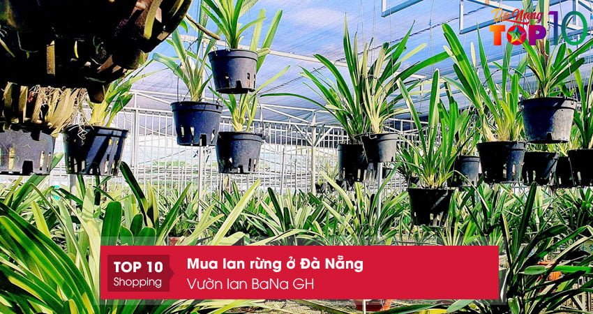 vuon-lan-bana-gh-top10danang