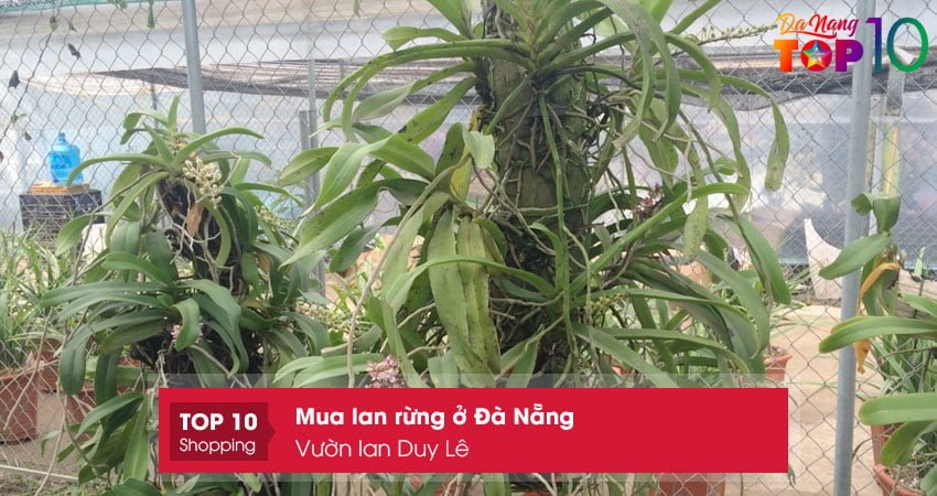 vuon-lan-duy-le-mua-lan-rung-o-da-nang-gia-si-top10danang