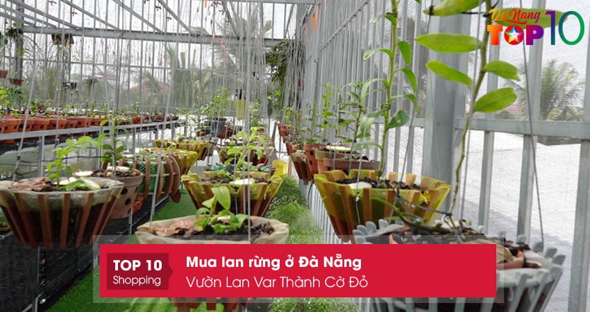 vuon-lan-var-thanh-co-do-top10danang